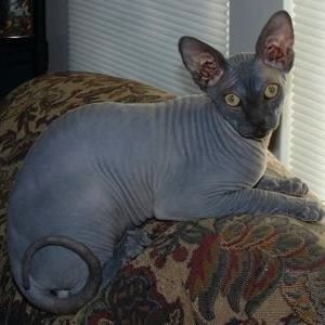 Meet your Posher, Lea